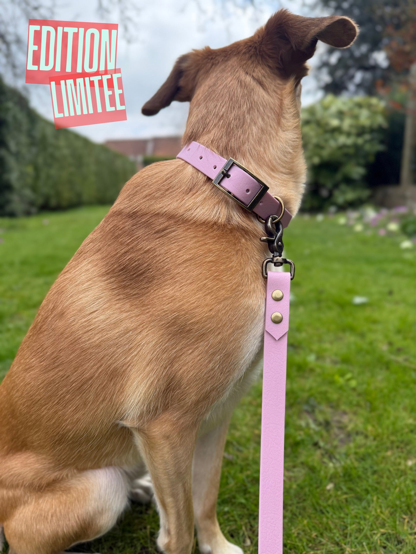 Collier Guimauve EDITION LIMITEE