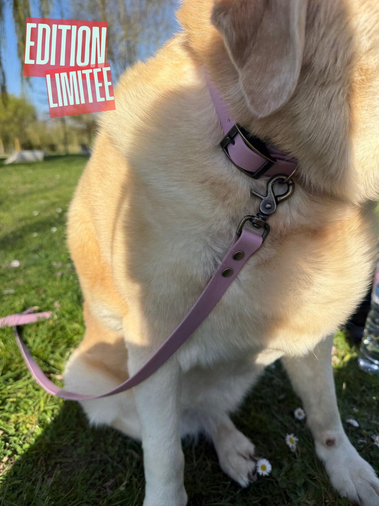 Laisse multi-positions Guimauve EDITION LIMITEE