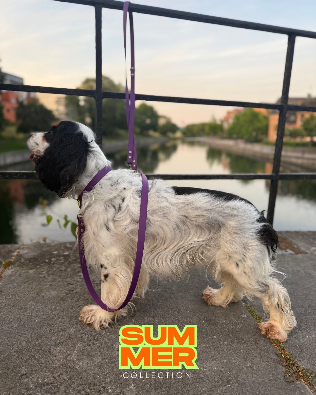 Laisse multi-positions Violet EDITION LIMITEE