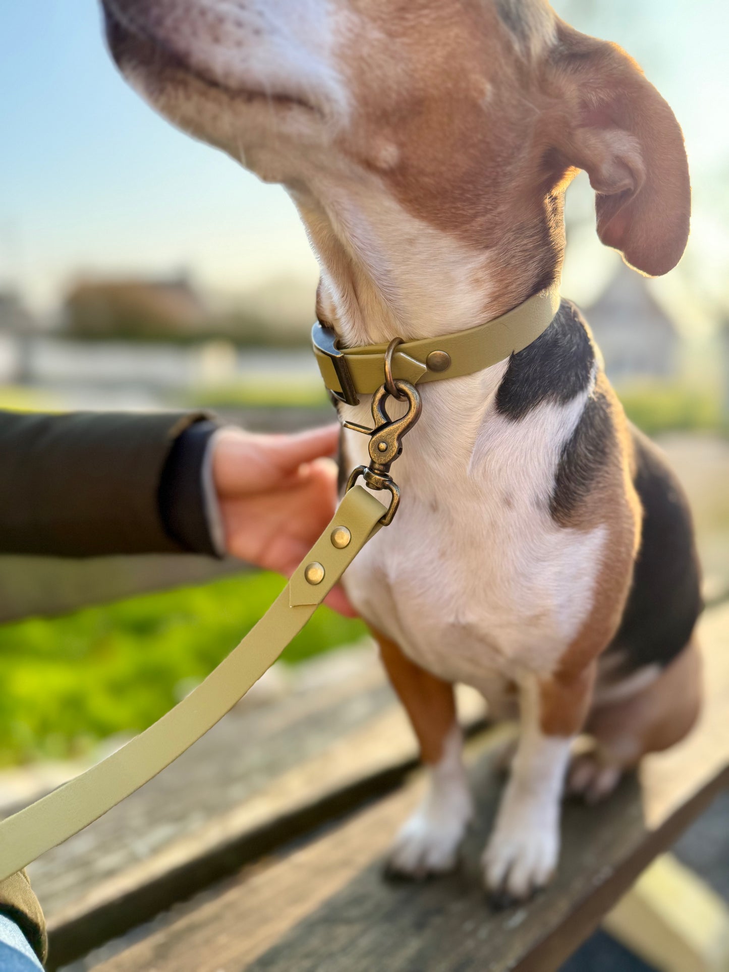 Collier Olive